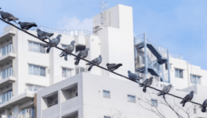 Smart Ways to Protect Homes From Growing Urban Bird Problems