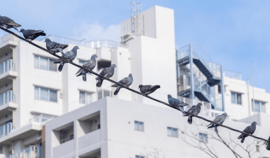 Smart Ways to Protect Homes From Growing Urban Bird Problems