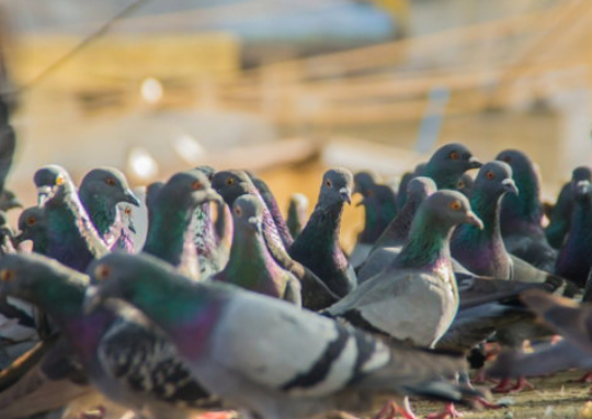 Smart Ways to Protect Homes From Growing Urban Bird Problems